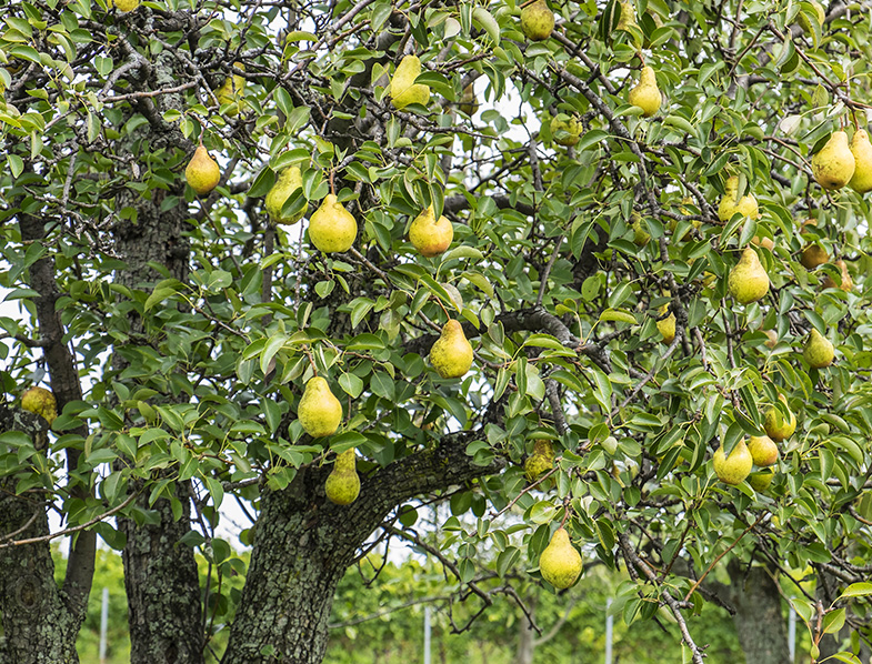 Pear Trees