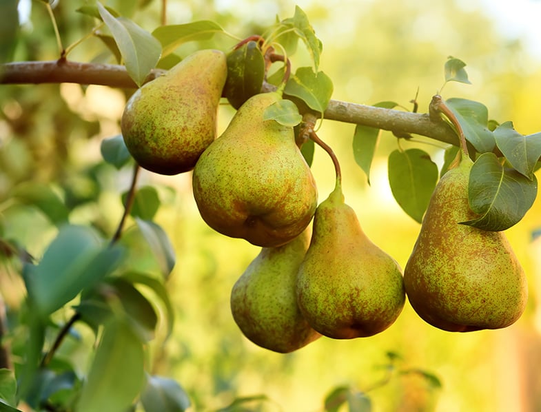 Pear Trees