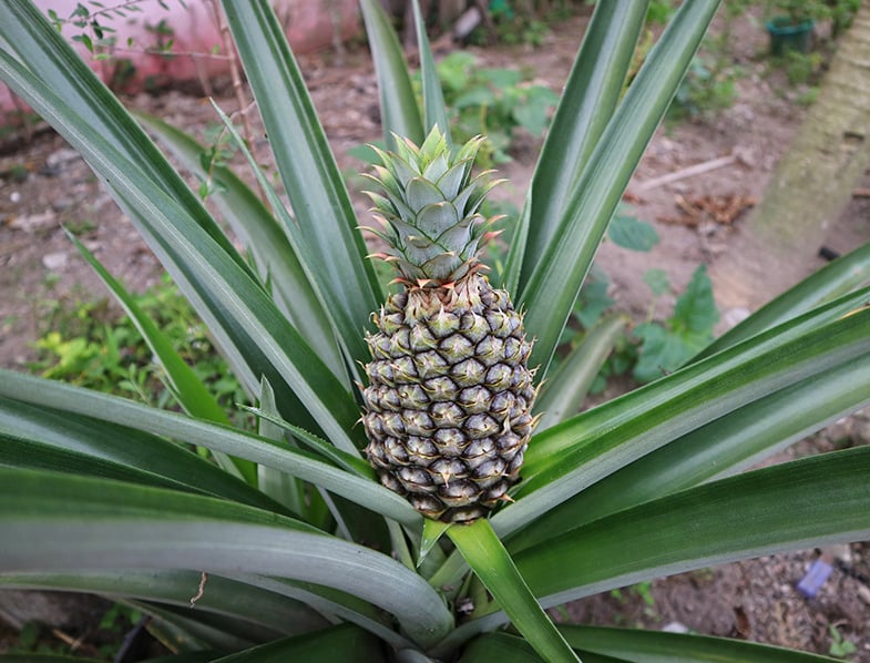 Pineapple Plants