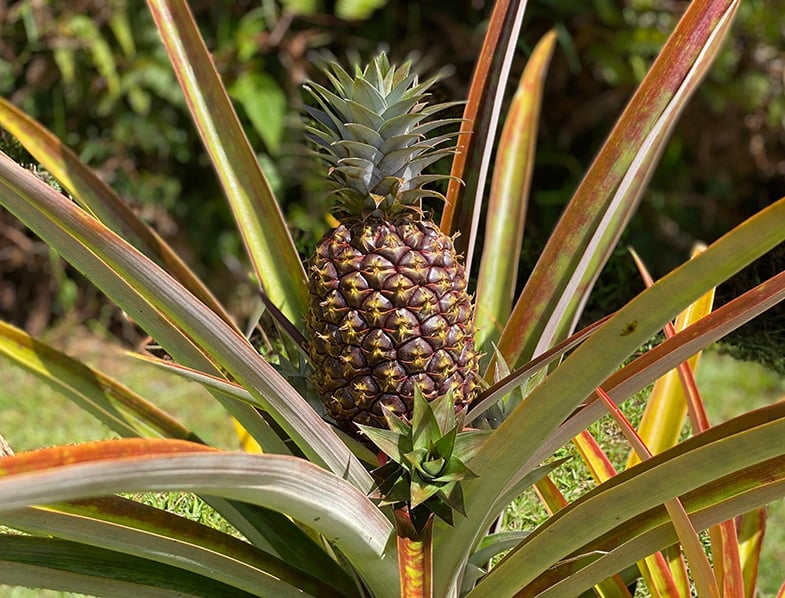 Pineapple Plants