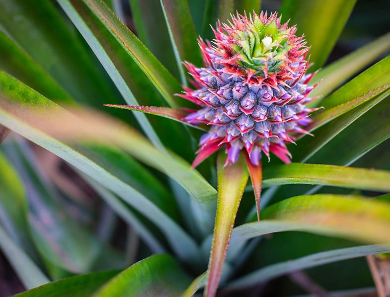 Pineapple Plants