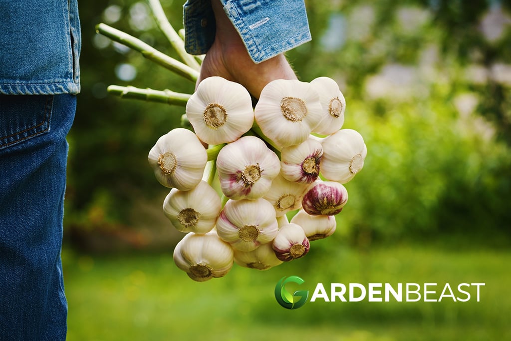 How to Plant & Grow Garlic: Complete Guide