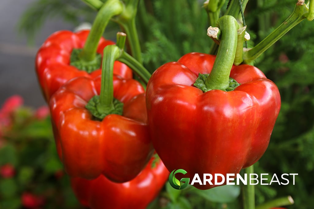 How to Grow Peppers