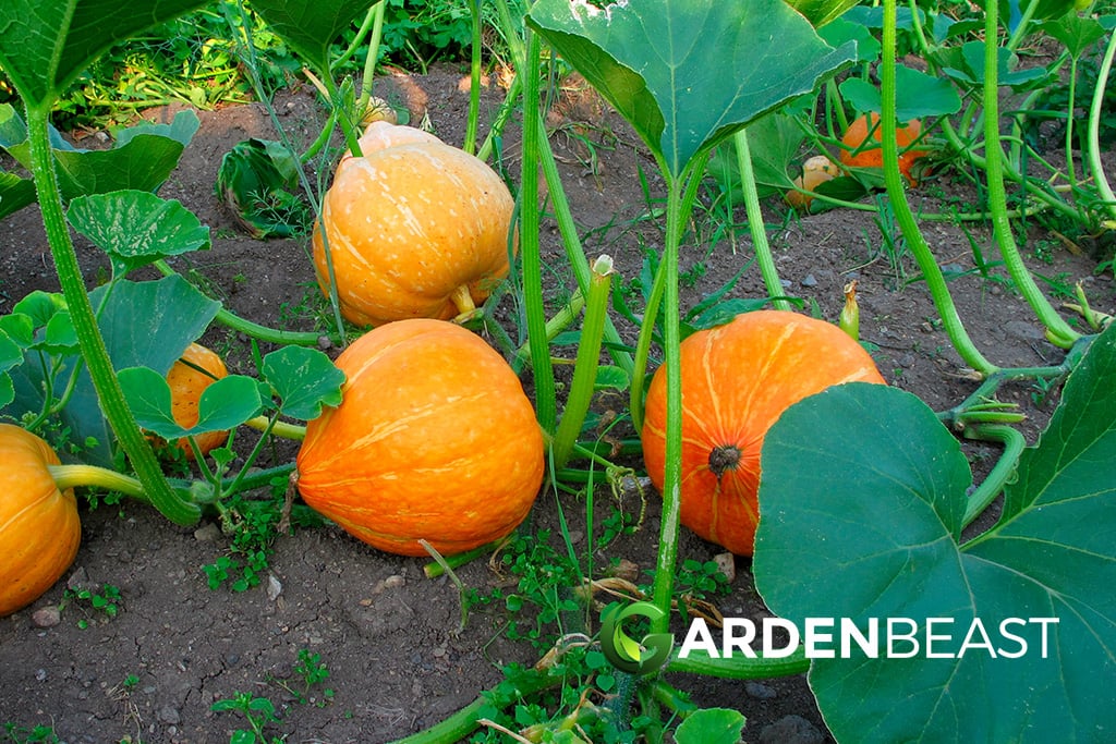 How to Grow Pumpkins