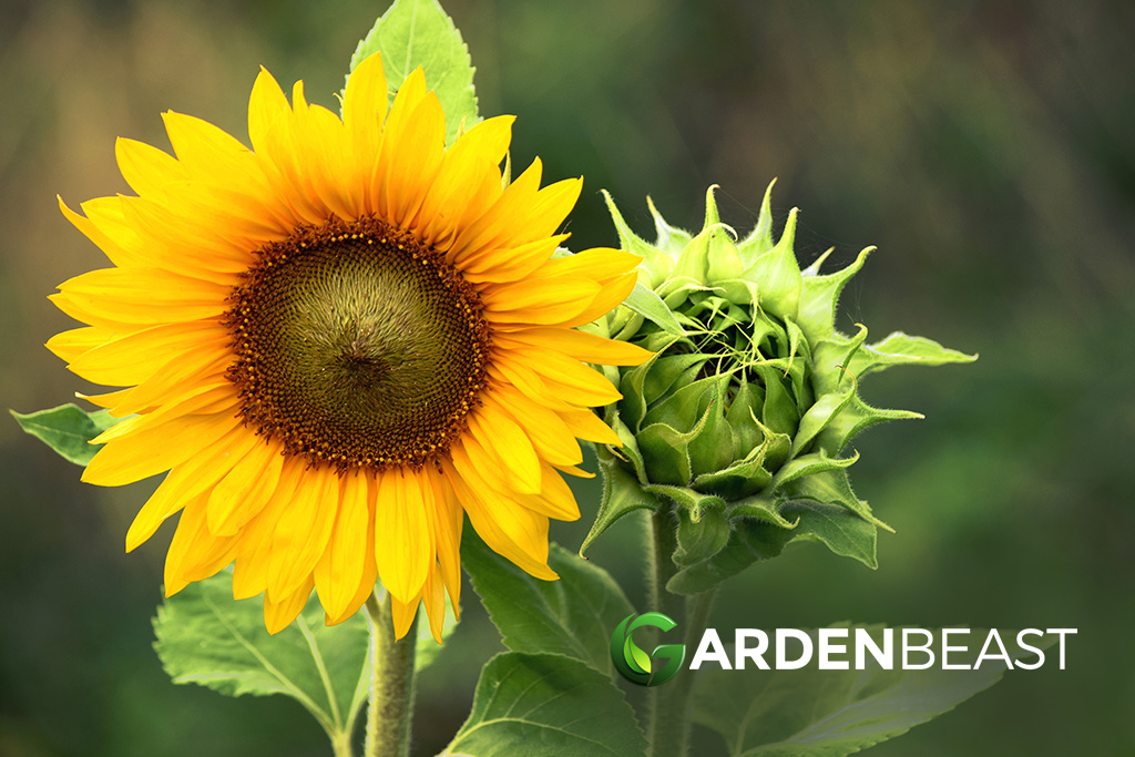 How to Grow Sunflowers