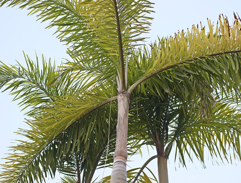 Carpentaria Palm