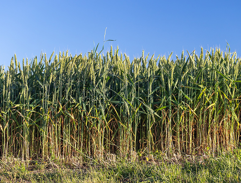 Wheat