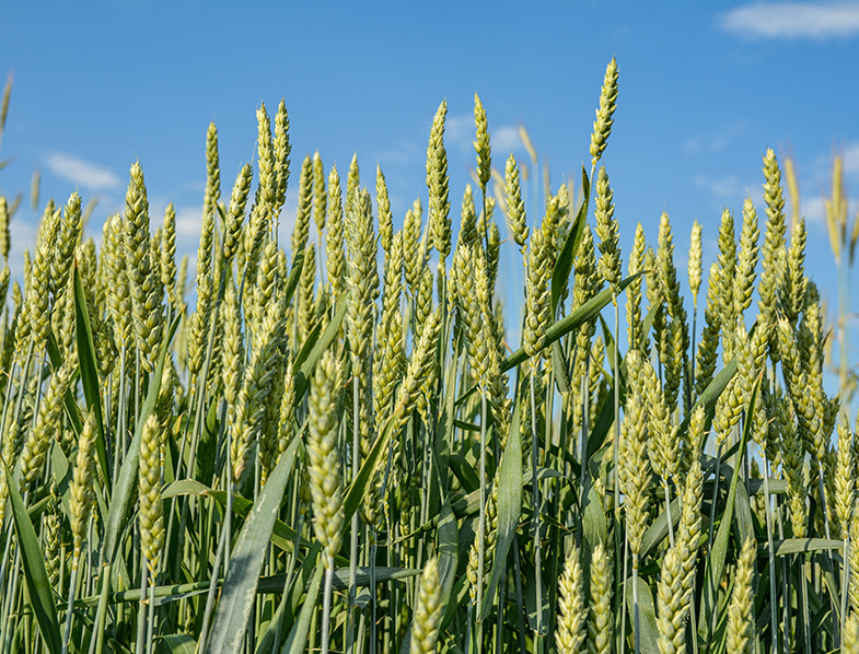 Wheat