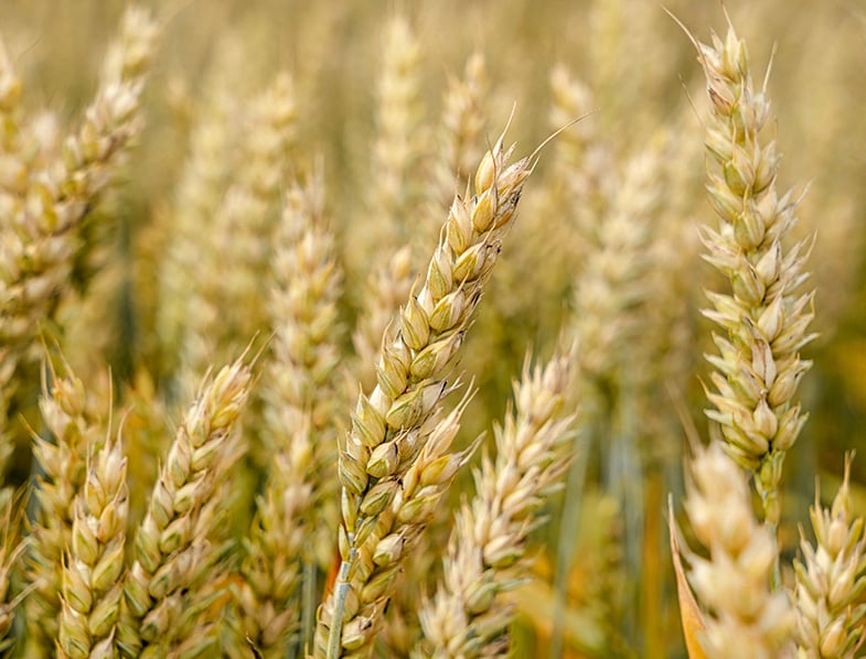 Wheat