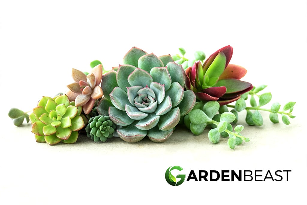 How to Propagate Succulents