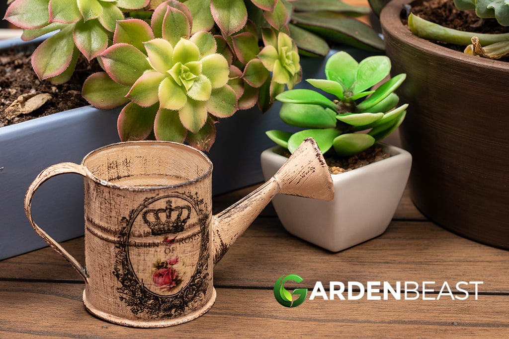 How to Water Succulents