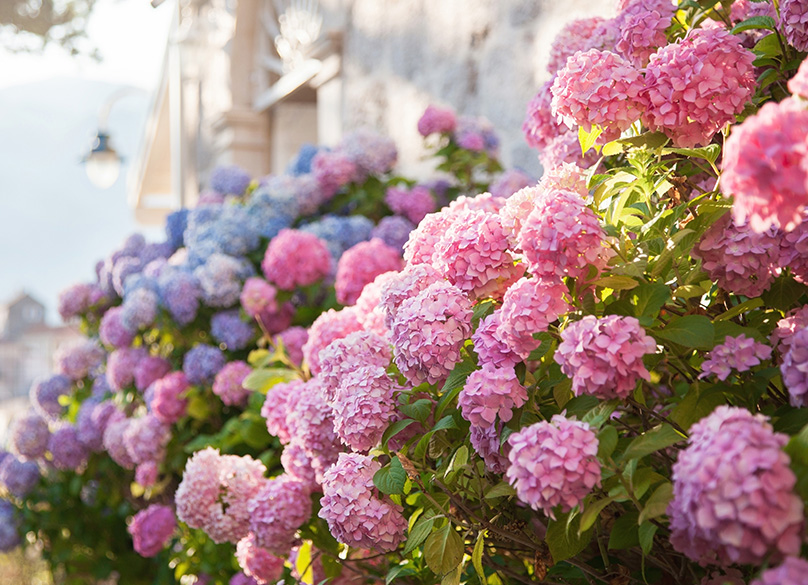 Hydrangeas come in a variety of colors