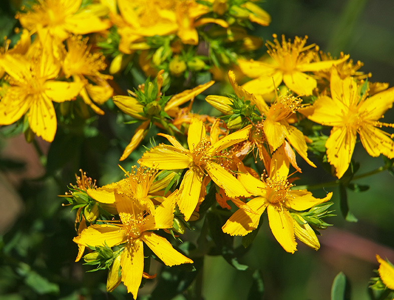 Hypericum