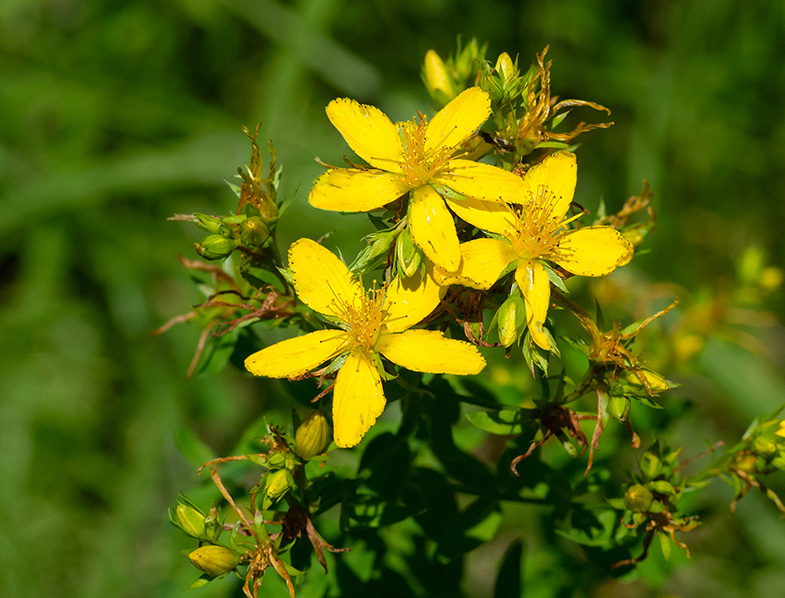 Hypericum