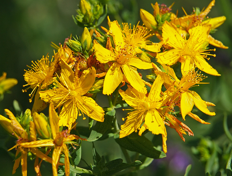 Hypericum