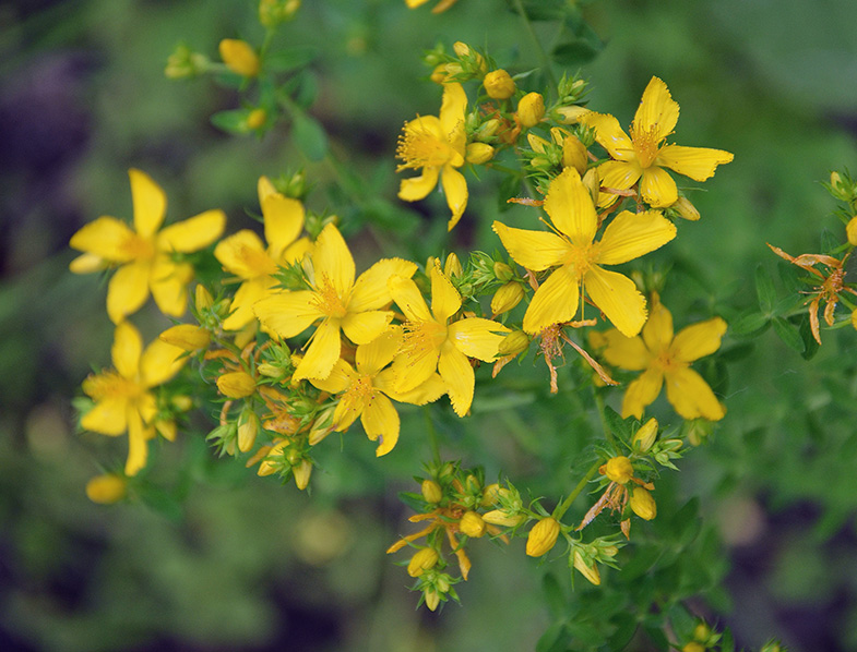 Hypericum