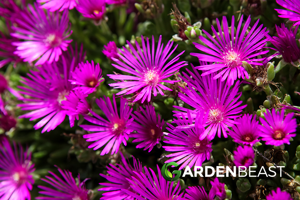 Ice Plant Guide: How to Grow & Care for “Delosperma Cooperi”