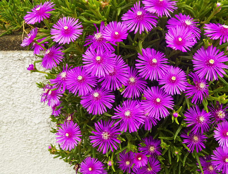 Delosperma Cooperi