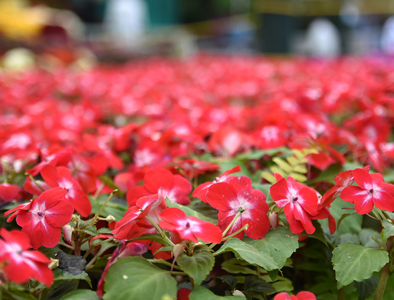Impatiens balsamina