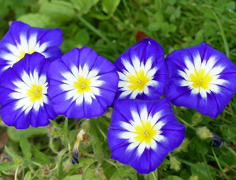 Morning Glory, also known as Ipomoea