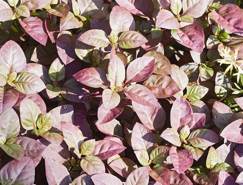 Joyweed