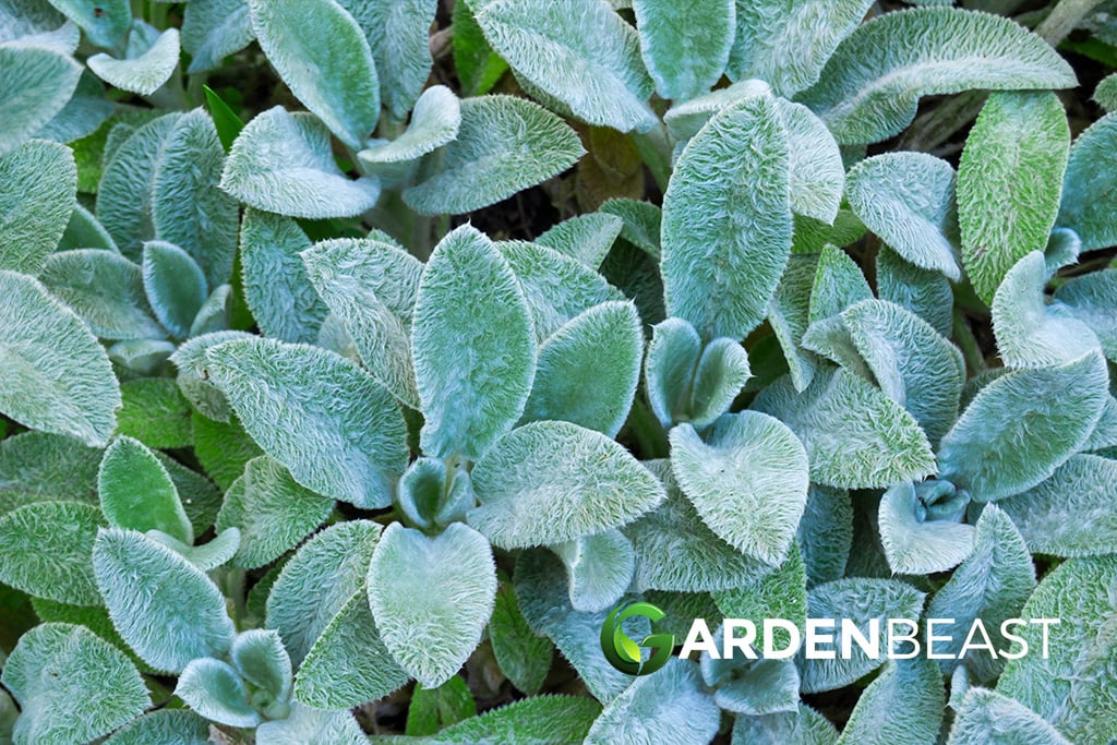 Lamb’s Ear