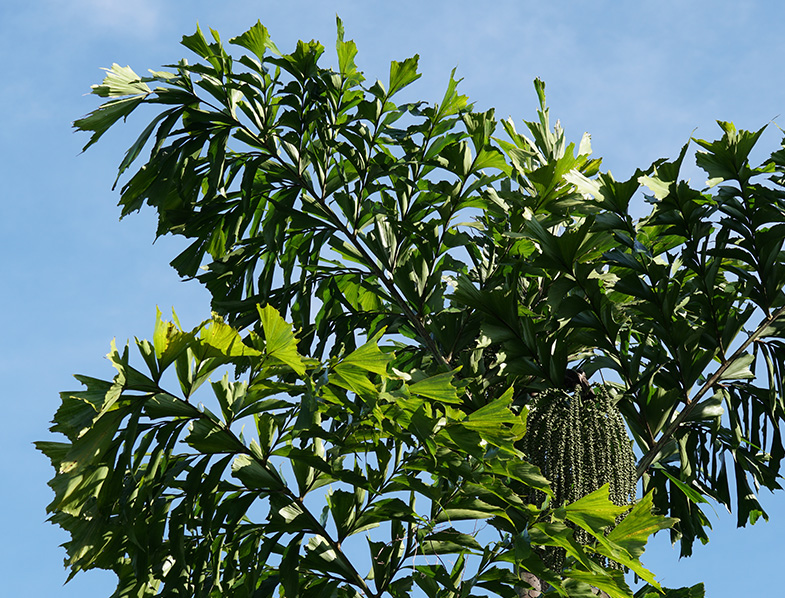 Large outdoor example