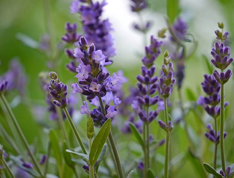 Lavender
