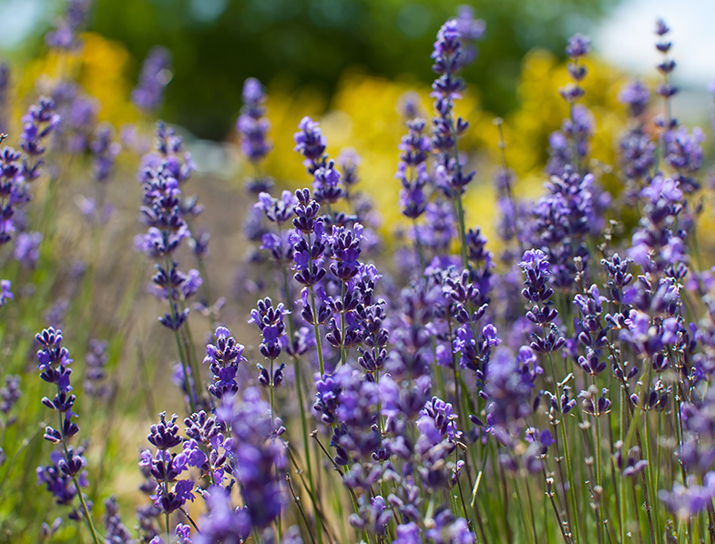 Lavender