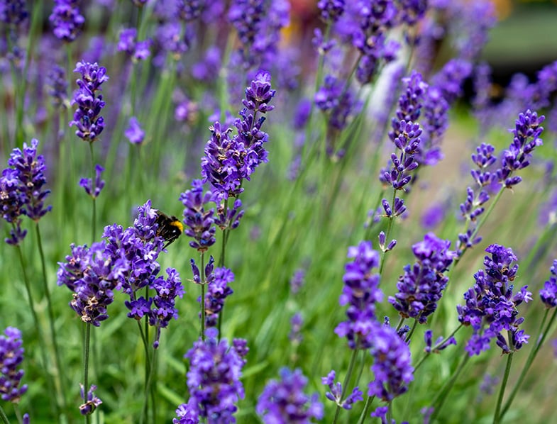 Lavender