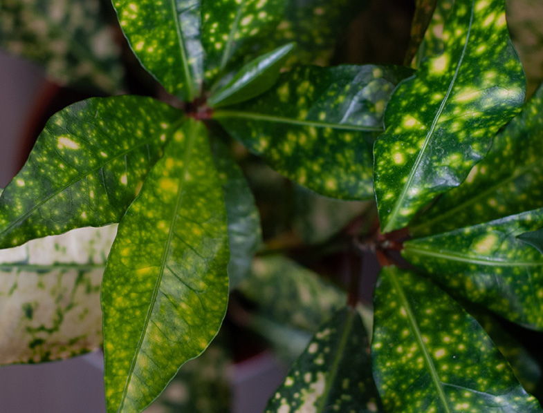 Leaf Detail