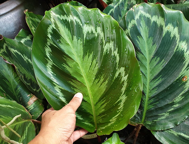 Calathea Medallion