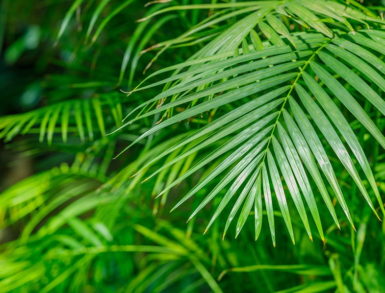 Beautiful leaves