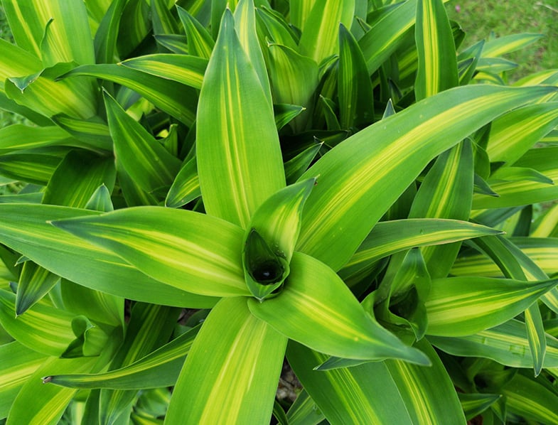 Leaves of the Dracaena Fragrans