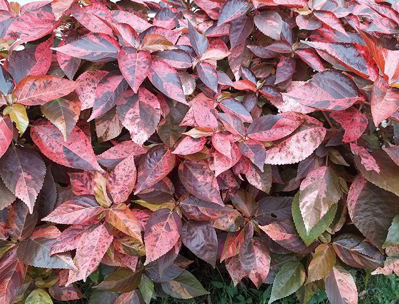 Common names include copperleaf and Jacob’s coat, red leafed shrub