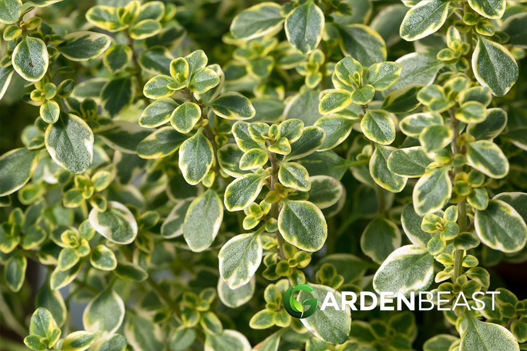 How to Plant And Grow Lemon Thyme: Complete Guide
