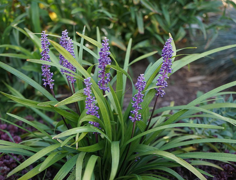 Liriope