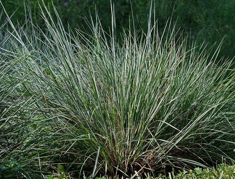 Little Bluestem