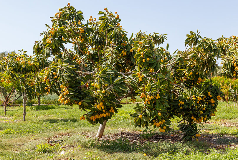 Loquat Trees Growing