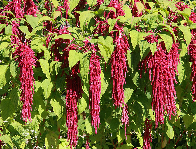 Love-lies-bleeding