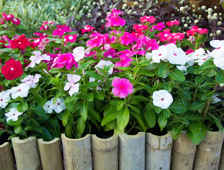 Madagascar Periwinkle