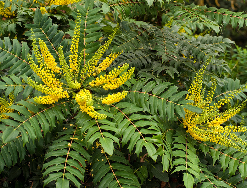 Mahonia