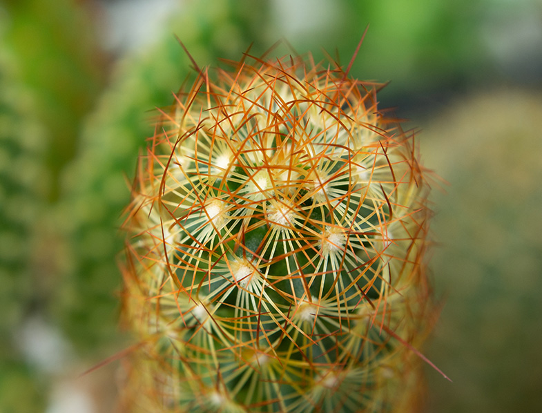 Mammillaria Elongata