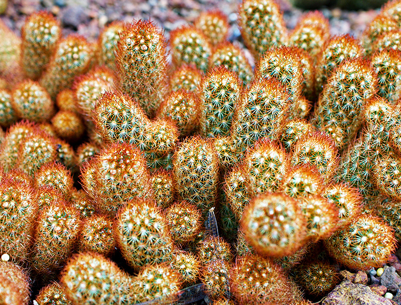 Ladyfinger Cactus