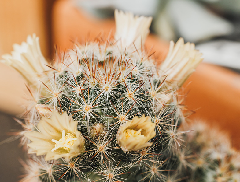 Mammillaria Elongata