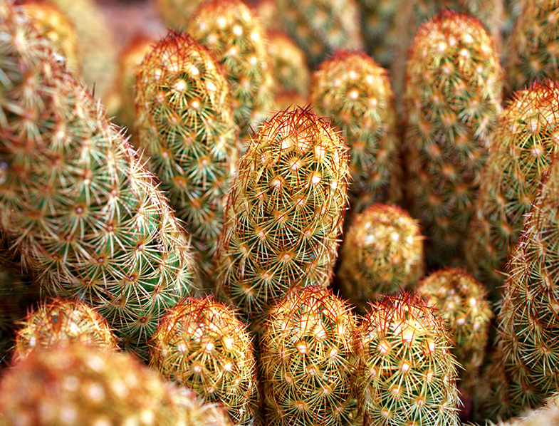Mammillaria Elongata