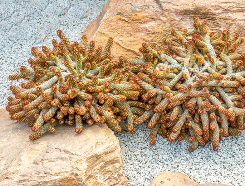 Mammillaria Elongata