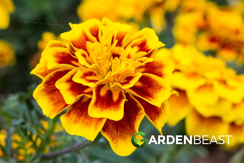 Marigold