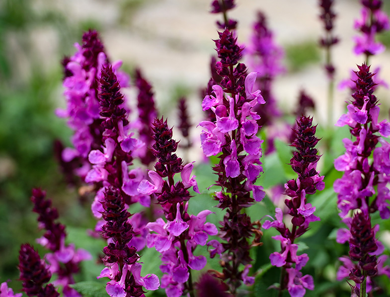 Meadow Sage