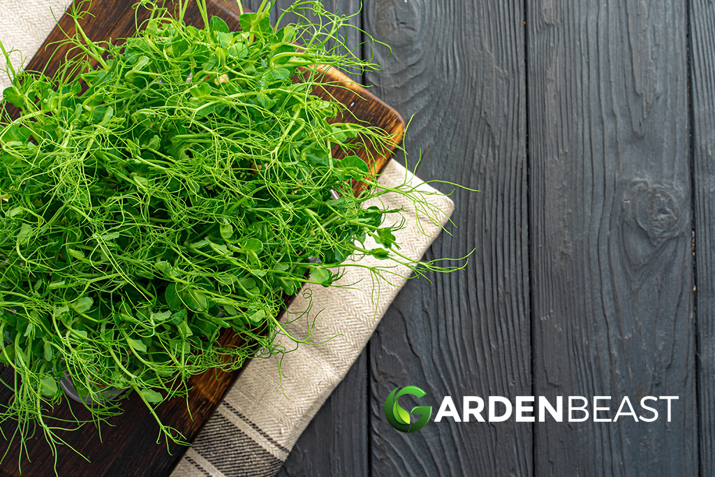 Medicinal & Healthy Edible Plants to Grow at Home
